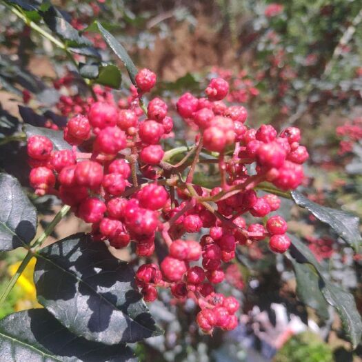 宝鸡 优质花椒，大红袍。