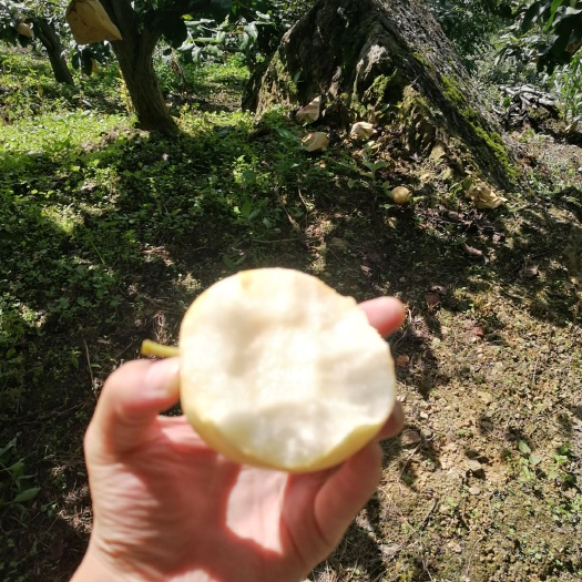 成都 水果之乡四川，水晶梨，大量上市，香甜多汁，品相好！