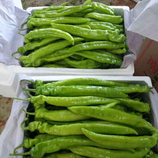 北镇市黄皮辣椒 辽宁冷棚黄皮尖椒