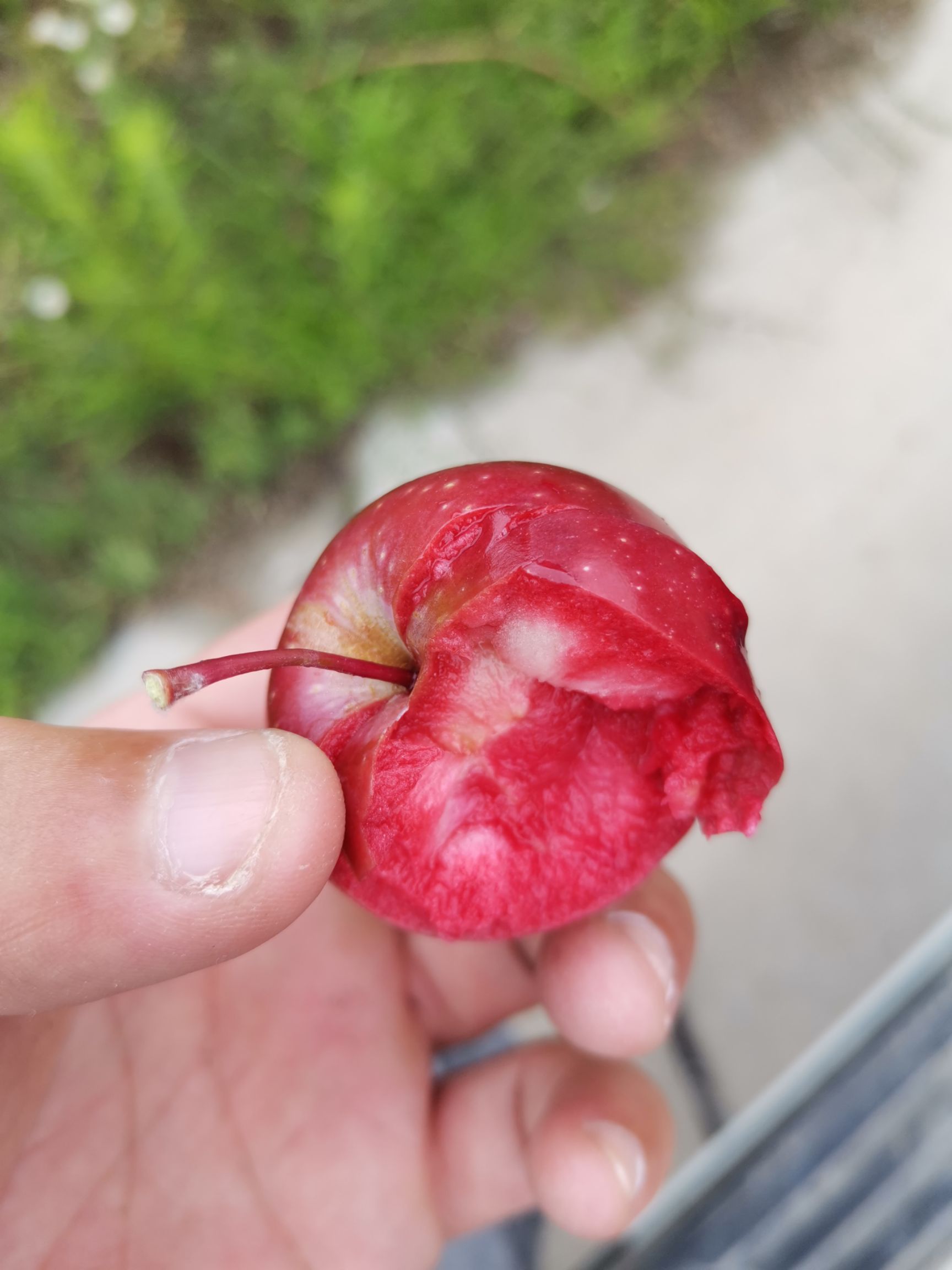 红肉苹果树苗 红肉苹果，盆栽盆景，地苗，基地直销价格优惠