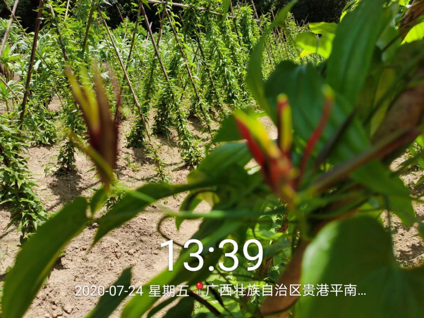 百部种苗亩产13吨代客户育苗