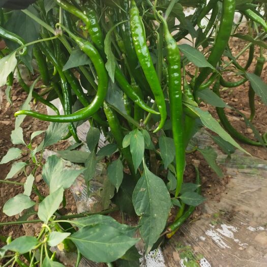 威宁县鲜辣椒