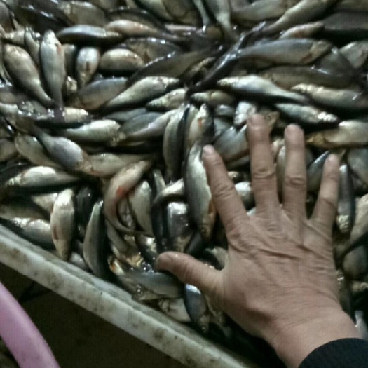 同江市 大量小鲫鱼，鲤鱼，各类干条…