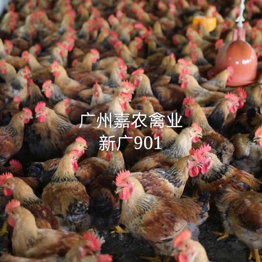 广州K9鸡苗  优质麻黄K9  大鸡脱温鸡 全国发货