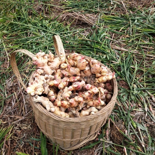 南丹县肉姜  大黄姜，中黄姜，无公害绿色农产品，量大越优。