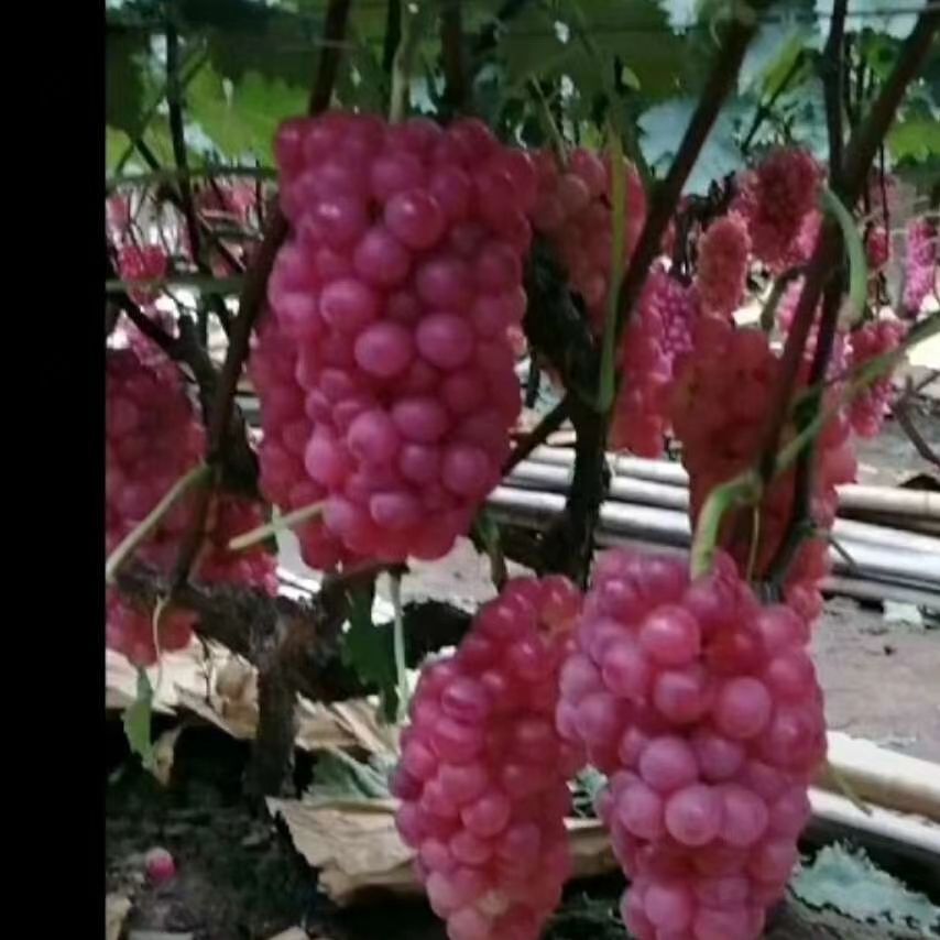  巨峰葡萄颗粒大口感好