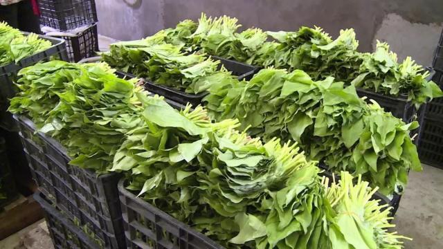炎陵县藜芦 山葱叶