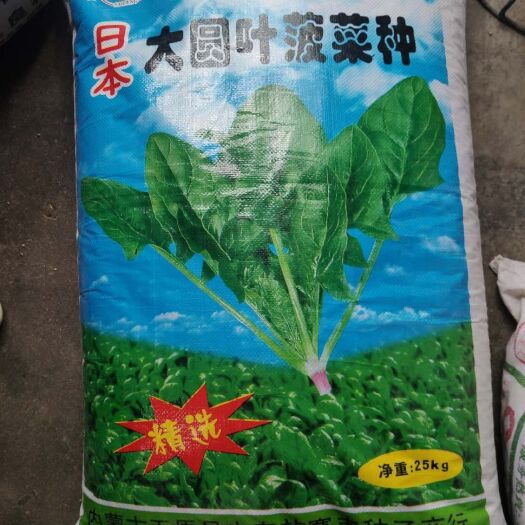 郑州 大圆叶菠菜种子（日本）耐热耐寒，抗病毒强，耐抽苔，耐贮运