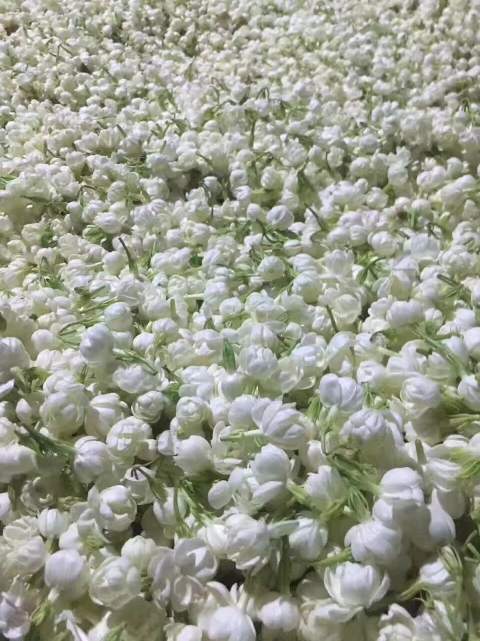 茉莉花茶  茉莉飞雪花茶 浓香花茶 口感纯正 入口顺滑 回味