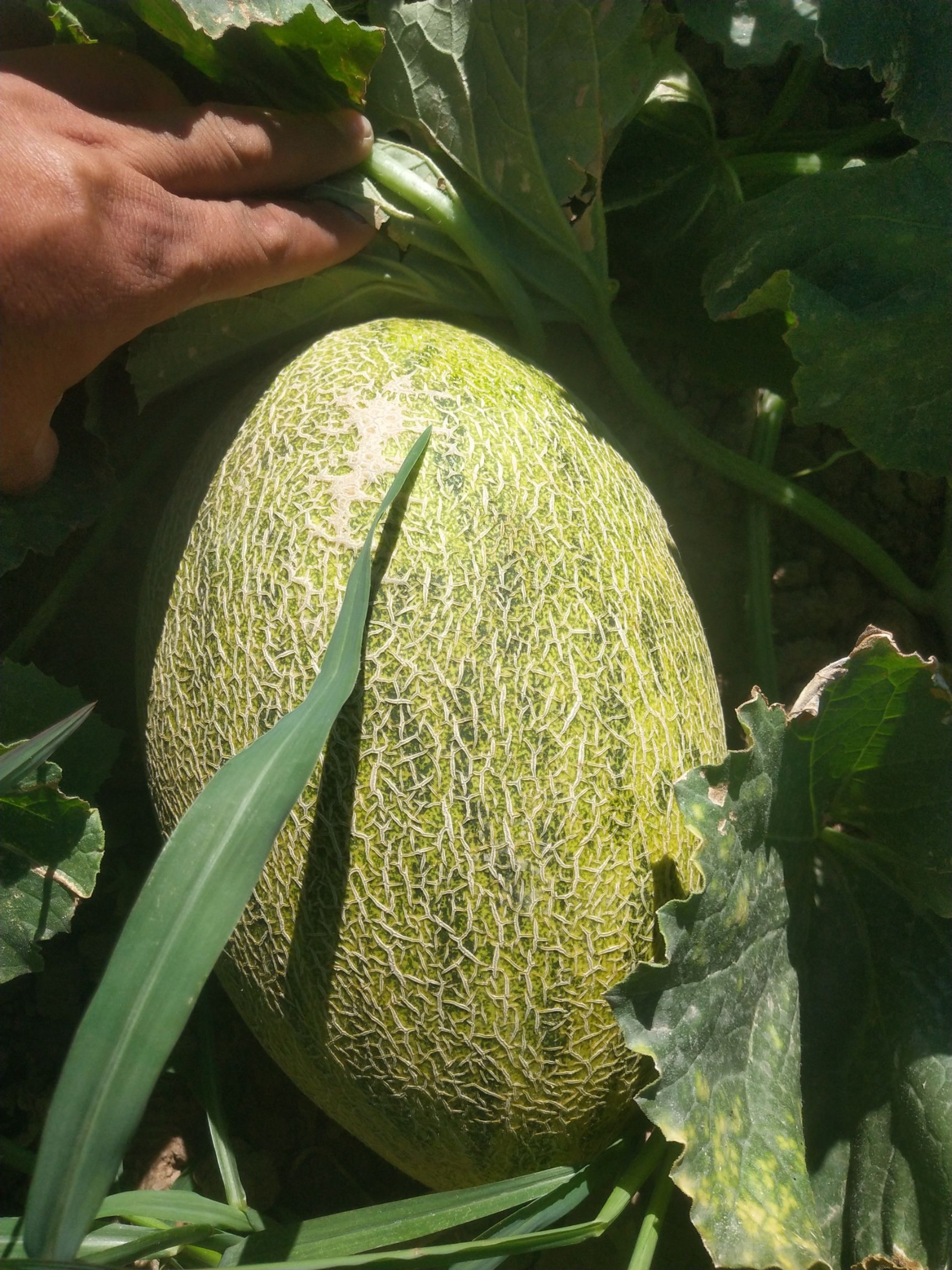 [八六王哈密瓜批发]黄86哈密瓜 5斤以上价格1.7元/斤 - 惠农网