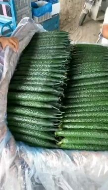 莘县黄瓜