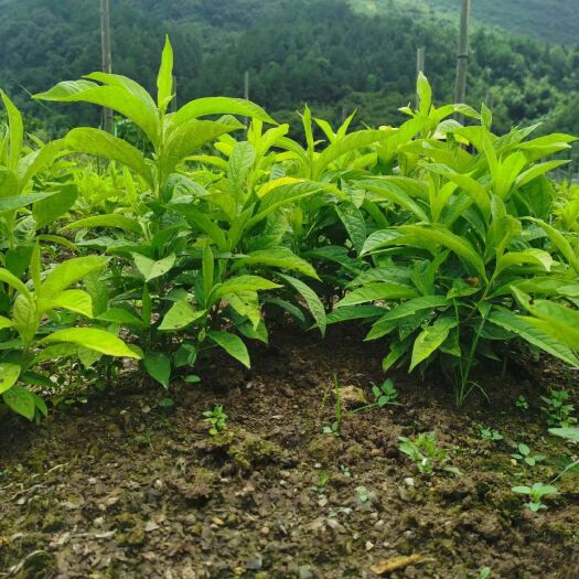 灵川县黄花倒水莲种苗
