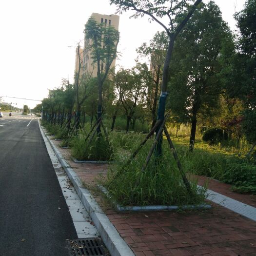 南县 栾树