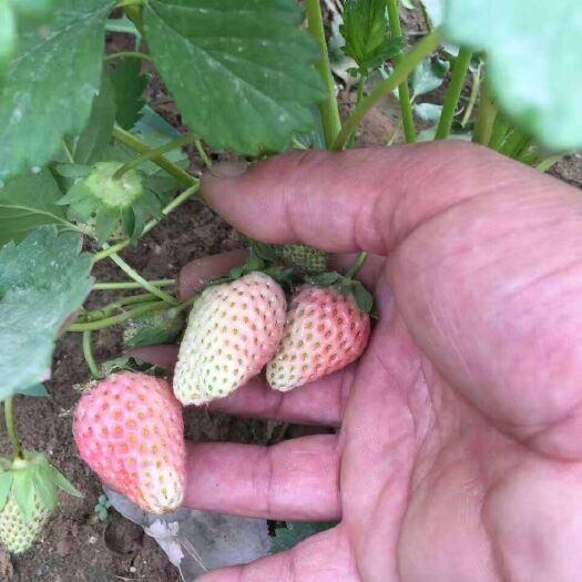泰安小白草莓苗，批发价出售，现挖现卖