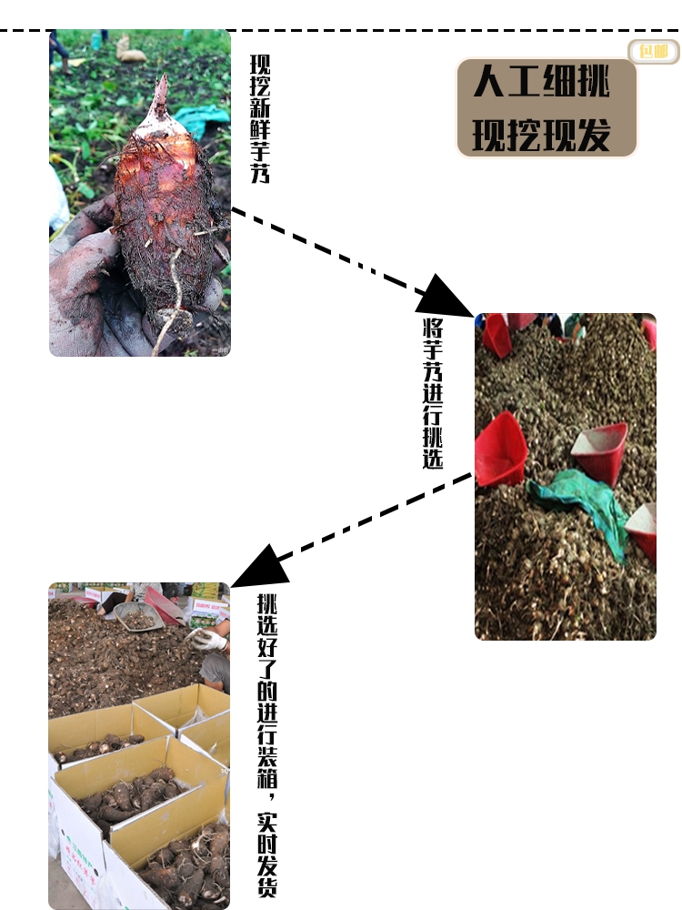 江西鉛山縣新鮮現挖高品質紅芽芋