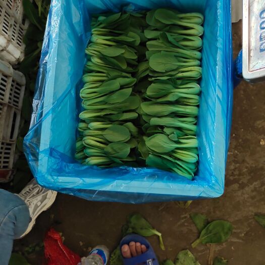 曹县小白菜 每天大量精品，手工分拣货