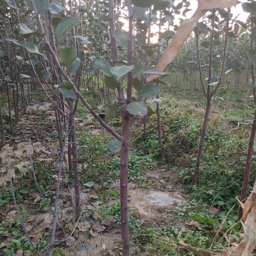 秦皇岛红肉苹果树苗 红肉苹果苗