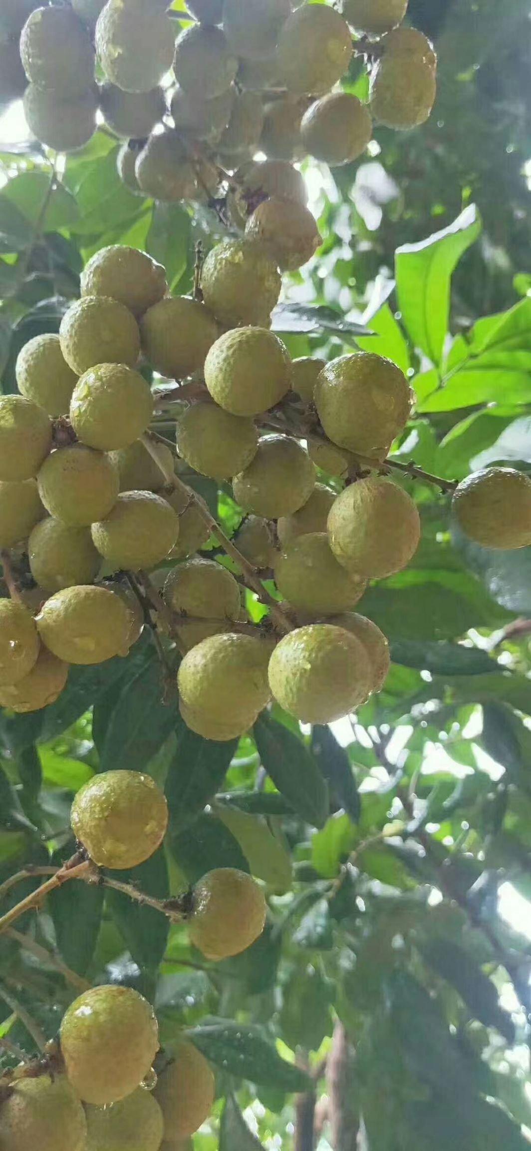 石硖龙眼 新鲜石硖龙圆鲜甜多汁