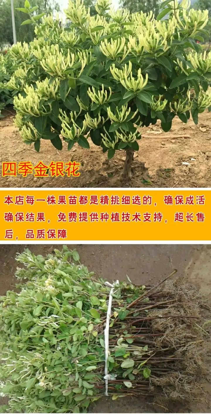 四季金银花苗 四季金银花北华一号高产品种纯正南北方种植