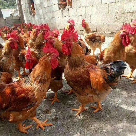 南宁良凤花鸡苗   良凤花纯种鸡苗
