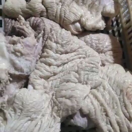 阳信县牛肚 国产半成品牛小肚