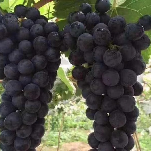 衢州 夏黑葡萄