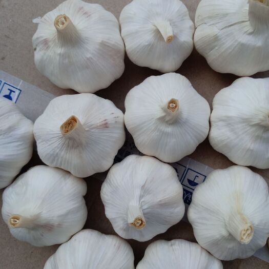 杞县 精品大蒜，农户收购价，价格低，质量好，