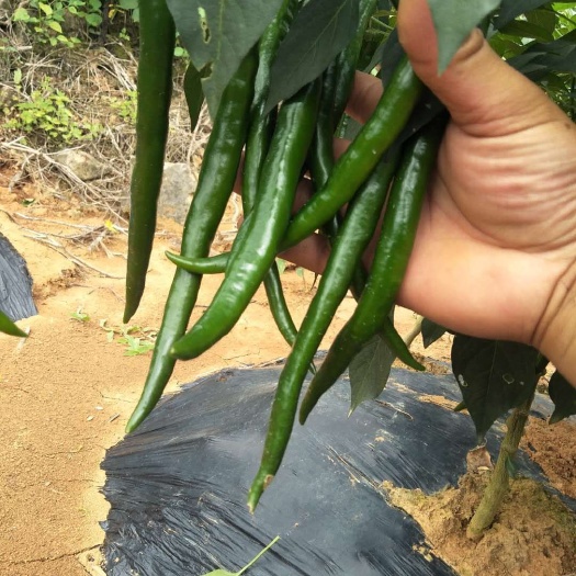 花垣县二荆条辣椒 自有基地，百人采椒团队跟客户提共优质的服务，
