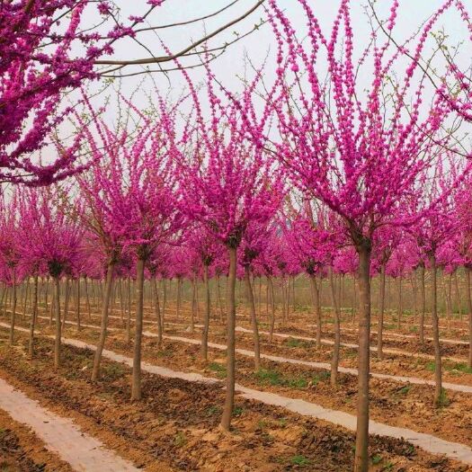 巨紫荊  紫荊花樹苗四季室外庭院開花紫荊樹苗耐寒綠化工程苗南