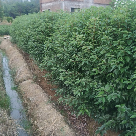 定南县小叶樟  小叶香樟苗大量供应价格优惠！