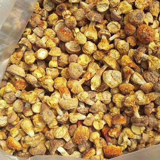 内丘县姬松茸 产地直销，价格低，量大
