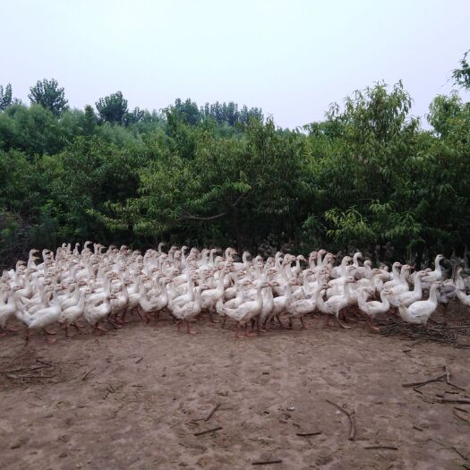 聊城 散养鹅，现在100天