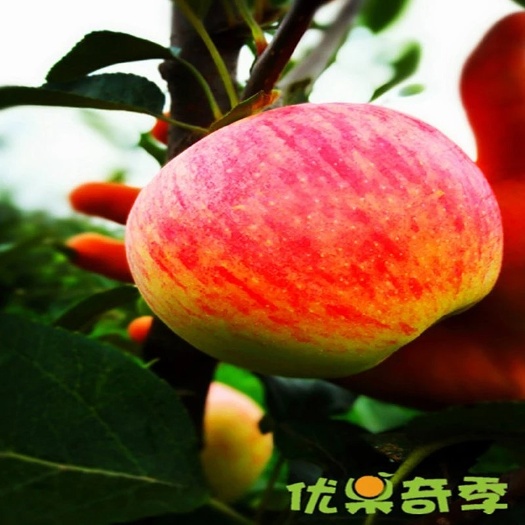 三原县 2020年陕西早熟嘎啦苹果
