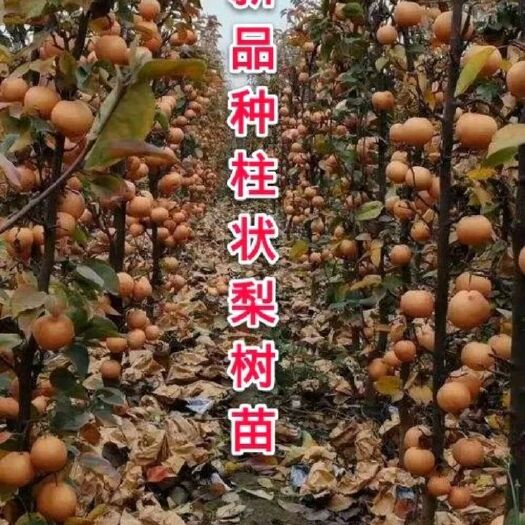 平邑县 新品种梨树苗，柱状梨，耐寒耐旱产量高，南北方都可种
