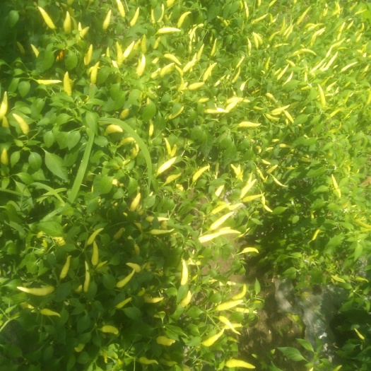太和县 新鲜泡椒