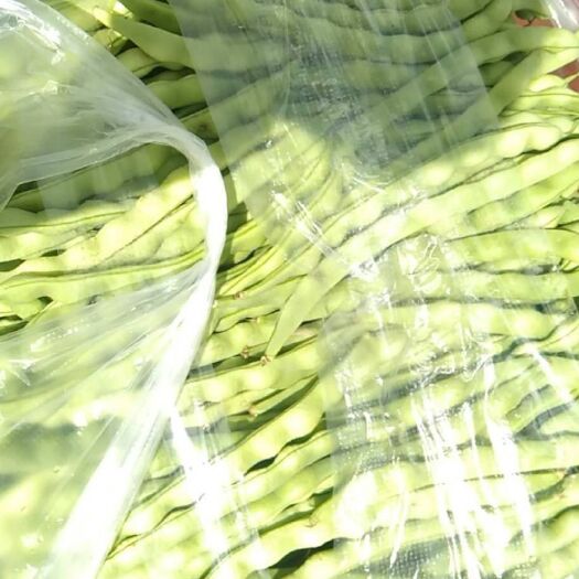 会理市四季豆，大青豆品相好产量大