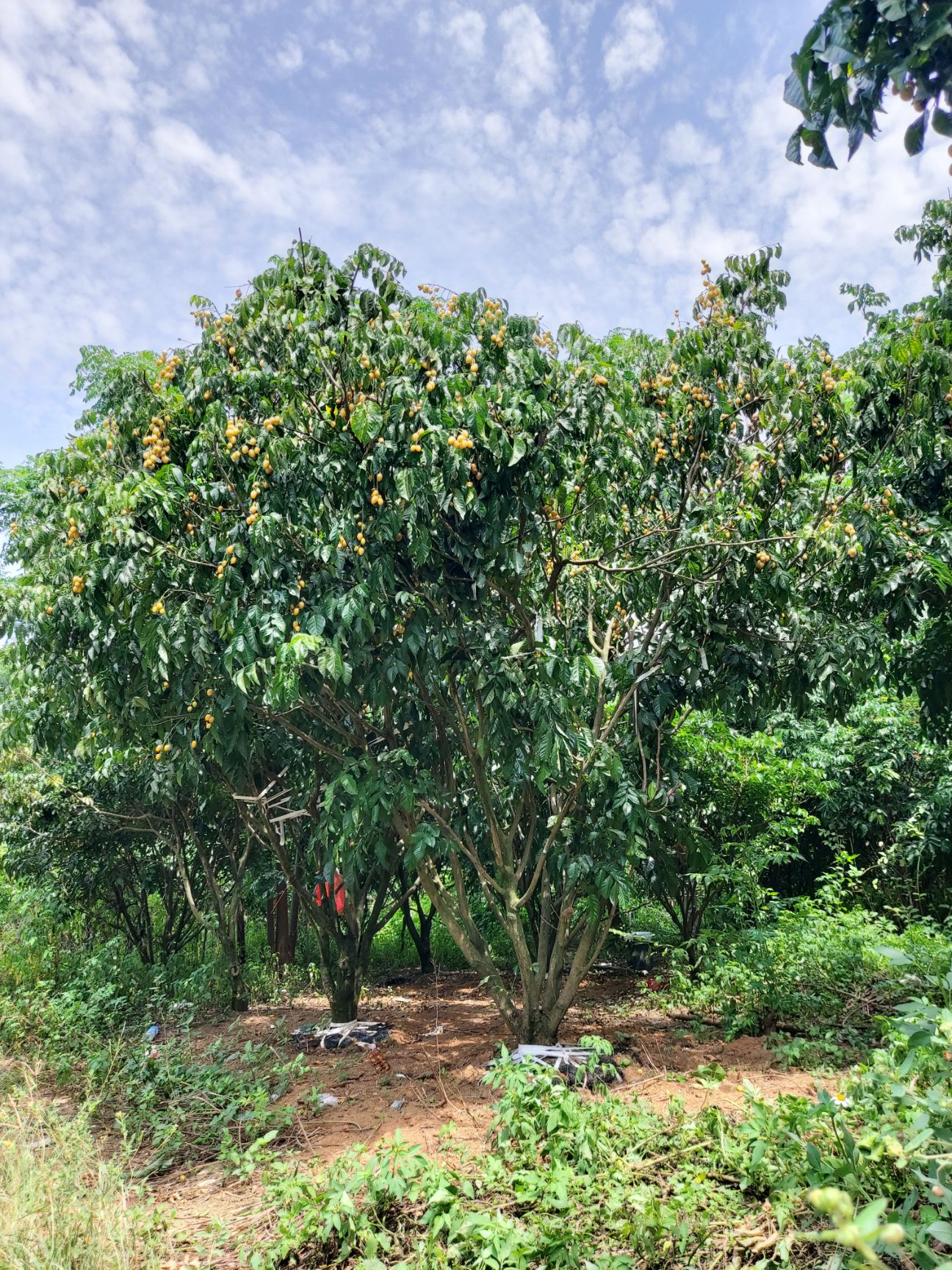 宾阳县黄皮枝条 园林级靓货假植黄皮