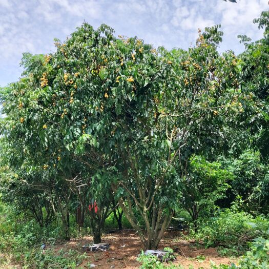 宾阳县黄皮枝条 园林级靓货假植黄皮