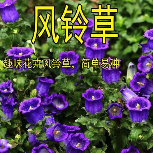 宿迁 风铃草种子 风铃花 宿根花多年生观赏植物花卉 室内盆栽 绿化