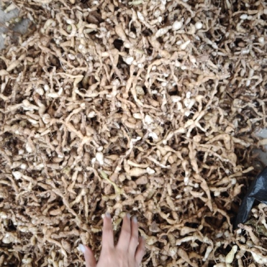 保山黄精种苗 滇黄精，好货不多了，有喜欢的老板感觉下手，还有一千斤左右。