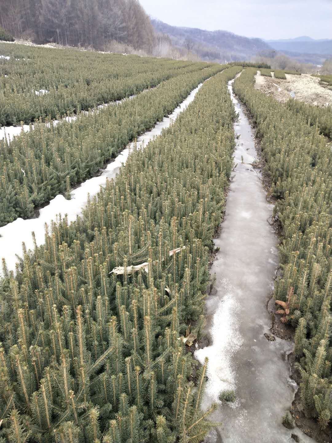 青杄   云杉，二年生，床苗