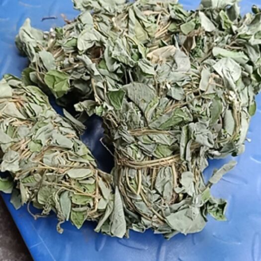玉林田氏广西大叶金钱草捆装广金钱草泡水 新干中草药中药材