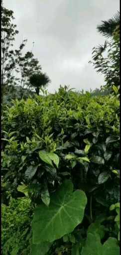 腾冲市 云南高山云雾绿茶