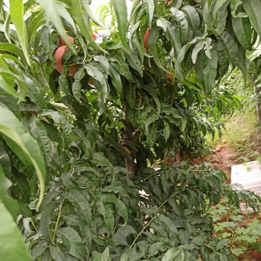卫辉市红不软桃 河南省卫辉市唐庄镇岗槽村红不软丢桃