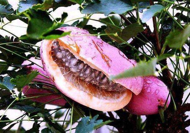 保靖县新型粉红八月瓜，产量高，皮薄，籽少