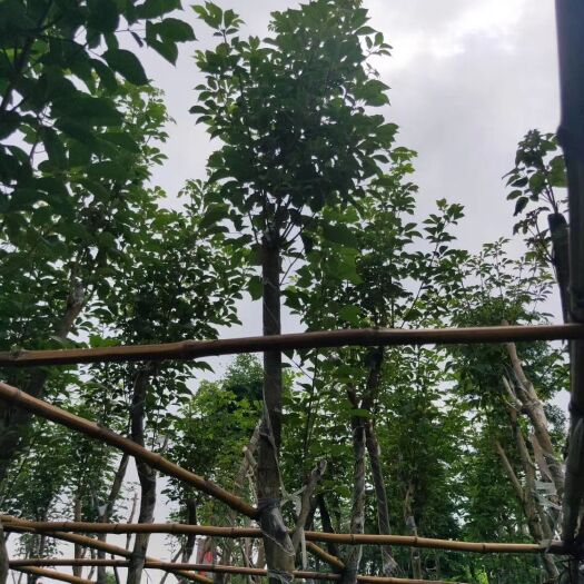 普宁市 黄花风铃木 海量供应