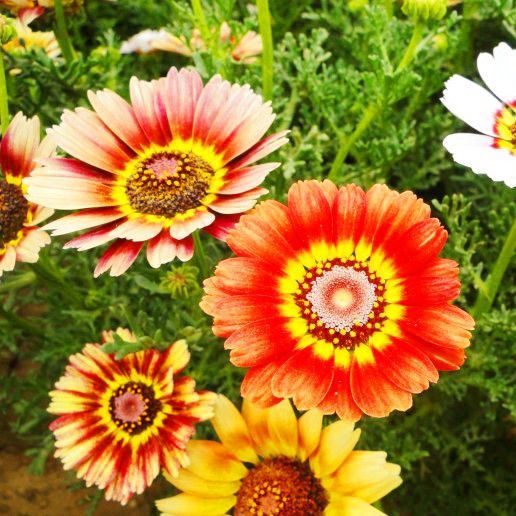  花环菊种子 三色菊花种子混色花海花籽花种籽包邮四季易活耐寒