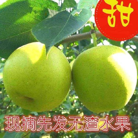 套袋自然色皇冠梨 果面干净皇冠梨 白皇冠梨