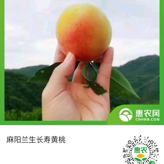 麻阳县锦绣黄桃 盛夏时季，桃李飘香，小山村开始热闹