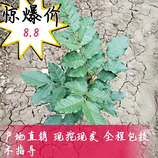 陇南无刺花椒苗 无棘大红袍花椒   大红袍  嫁接无棘花椒